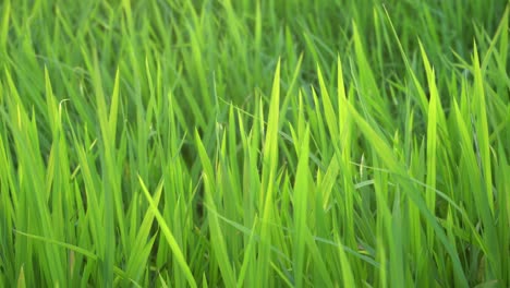 Green-paddy-with-with-evening